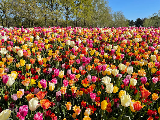 Tulips in Amsterdam